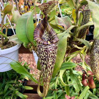 Nepenthes maxima x vogelii