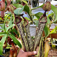 Nepenthes maxima x vogelii
