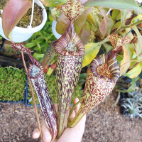 Nepenthes maxima x vogelii