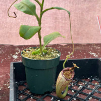 Nepenthes maxima x vogelii (Rooted Cutting)