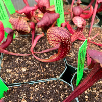 Sarracenia Northern Cortii x Hummer's Okee Classic