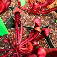 Sarracenia Northern Cortii x Hummer's Okee Classic