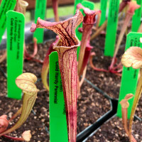 Sarracenia (oreophila x Judith Hindle) x Extreme Green