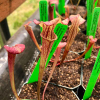 Sarracenia (oreophila x Judith Hindle) x Extreme Green