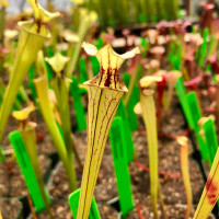 Sarracenia (Leah Wilkerson x leucophylla Hot Pink) x Don's Flava (SG)