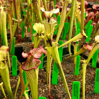 Sarracenia (Leah Wilkerson x leucophylla Hot Pink) x Don's Flava (SG)