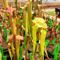 Sarracenia (Leah Wilkerson x leucophylla Hot Pink) x Don's Flava (SG)