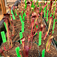 Sarracenia alata Dark (SG)