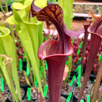 Sarracenia Alucard