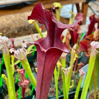 Sarracenia Alucard Select