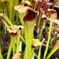 Sarracenia Madeline