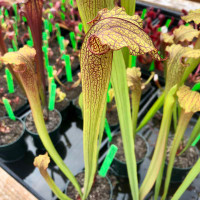 Sarracenia (leucophylla x flava cuprea) x Prometheus
