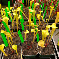 Sarracenia Extreme Green x Don's Flava