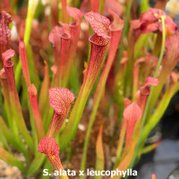 Sarracenia (alata x leucophylla) x The Kraken (SG)