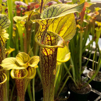 Sarracenia flava ornata, Bulloch County GA