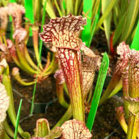 Sarracenia Farhamii for Sale