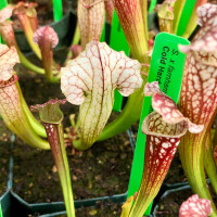 Sarracenia Farhamii for Sale