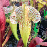 Sarracenia Peter's Passion