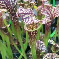 Sarracenia leucophylla x (oreophila x flava)