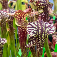 Sarracenia leucophylla x (oreophila x flava)