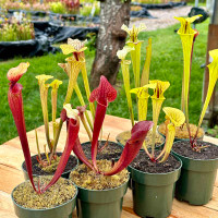 Feist Dog Sarracenia (MEDIUM)