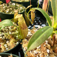 Nepenthes minima for Sale