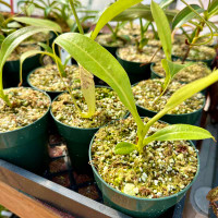 Nepenthes minima (Rooted Cutting)