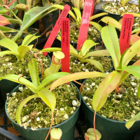 Nepenthes ventricosa x (spathulata x lowii) EP