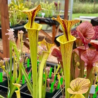Sarracenia flava Towering Inferno