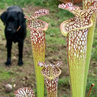 Sarracenia leucophylla Juju
