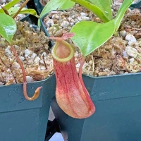 Nepenthes Deroose Alata