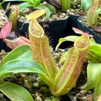 Nepenthes sanguinea