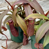 Nepenthes Rebecca Soper