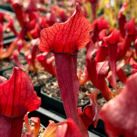 Sarracenia Maroon