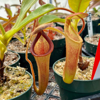 Nepenthes chaniana x (lowii x merrilliana) (Rooted Cutting)