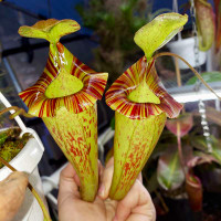 Nepenthes platychila
