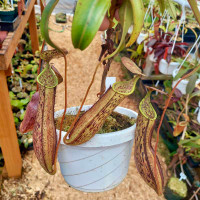 Nepenthes gracilis x spectabilis