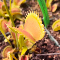 Dionaea muscipula Mako Flytrap