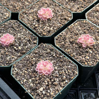 Pinguicula elhersiae
