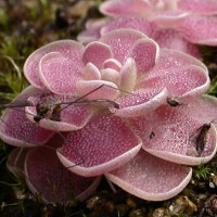 Pincuicula Florian