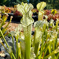 Sarracenia leucophylla, Green