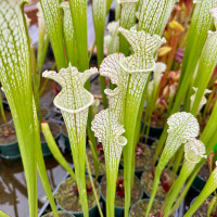 Sarracenia leucophylla, Green