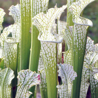 Sarracenia leucophylla Green