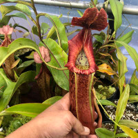 Nepenthes Song of Melancholy (Clone C)