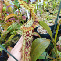 Nepenthes [(lowii x veitchii) x boschiana] x platychila