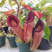 Nepenthes (spectabilis x truncata) x aristolochioides
