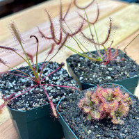 Collection of Sundews