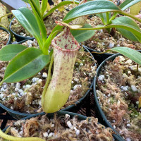 Nepenthes sumagaya