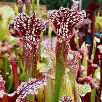 Sarracenia Prometheus x leucophylla Purple Lips