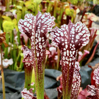 Sarracenia Prometheus x leucophylla Purple Lips